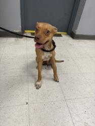 Shelter Stray Male Dog last seen , Gulfport, MS, 2615 25th Ave, Gulfport, MS 39501, USA