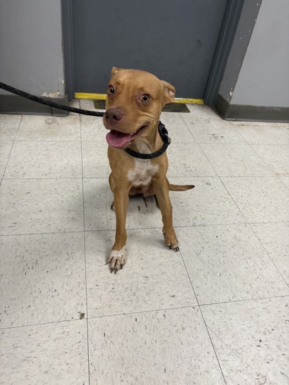 Shelter Stray Male Dog last seen , Gulfport, MS, 2615 25th Ave, Gulfport, MS 39501, USA
