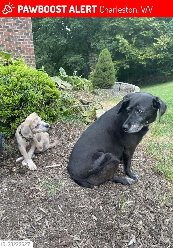 Lost Female Dog last seen Briar Wood-Woodbridged, Charleston, WV 25311
