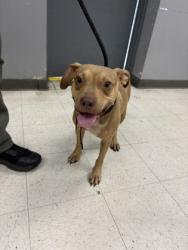 Shelter Stray Male Dog last seen , Gulfport, MS, 2615 25th Ave, Gulfport, MS 39501, USA