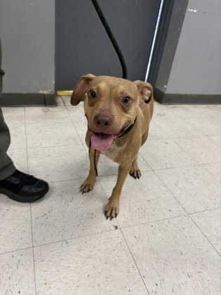 Shelter Stray Male Dog last seen , Gulfport, MS, 2615 25th Ave, Gulfport, MS 39501, USA