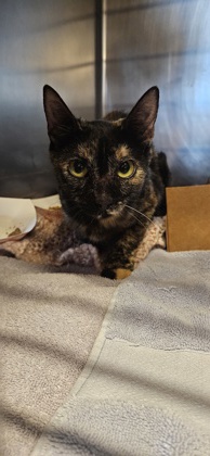 Shelter Stray Unknown Cat last seen Elmgate Dr and Ellison Dr, Roseville City, CA, 200 Tahoe Ave, Roseville, CA 95678, USA