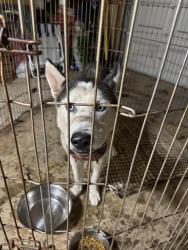 Found/Stray Female Dog last seen Holly SpringsRd /Stamp Creek, White, Ga, Bartow County, GA 30184