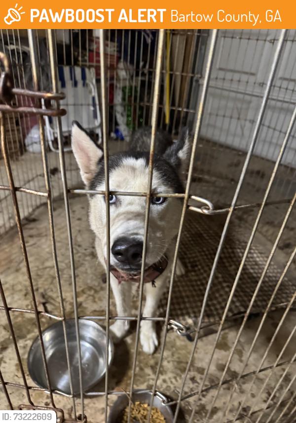 Found/Stray Female Dog last seen Holly SpringsRd /Stamp Creek, White, Ga, Bartow County, GA 30184
