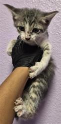 Shelter Stray Female Cat last seen Near SHEFFIELD DR, CITY of El Paso, TX, 5001 Fred Wilson Ave, El Paso, TX 79906, USA