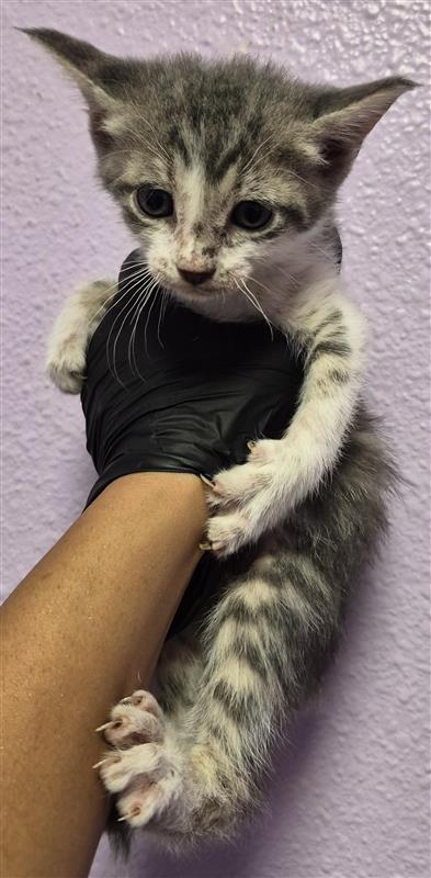 Shelter Stray Female Cat last seen Near SHEFFIELD DR, CITY of El Paso, TX, 5001 Fred Wilson Ave, El Paso, TX 79906, USA