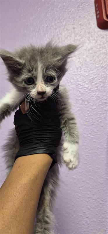Shelter Stray Female Cat last seen Near SHEFFIELD DR, CITY of El Paso, TX, 5001 Fred Wilson Ave, El Paso, TX 79906, USA