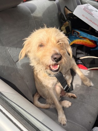 Shelter Stray Female Dog last seen Near Virginia AVE, Atlanta, GA, 1251 Fulton Industrial Blvd NW, Atlanta, GA 30336, USA