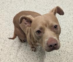 Shelter Stray Female Dog last seen Near Godby RD, College Park, GA, 1251 Fulton Industrial Blvd NW, Atlanta, GA 30336, USA