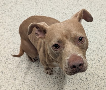 Shelter Stray Female Dog last seen Near Godby RD, College Park, GA, 1251 Fulton Industrial Blvd NW, Atlanta, GA 30336, USA