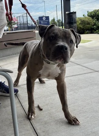 Shelter Stray Male Dog last seen Roosevelt Hwy and Camp Drive, Union City, GA, 1251 Fulton Industrial Blvd NW, Atlanta, GA 30336, USA