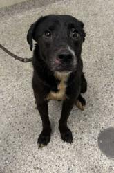 Shelter Stray Female Dog last seen W 16th St & Madison Ave, 64108, 64108, MO, 7077 Elmwood Ave, Kansas City, MO 64132, USA