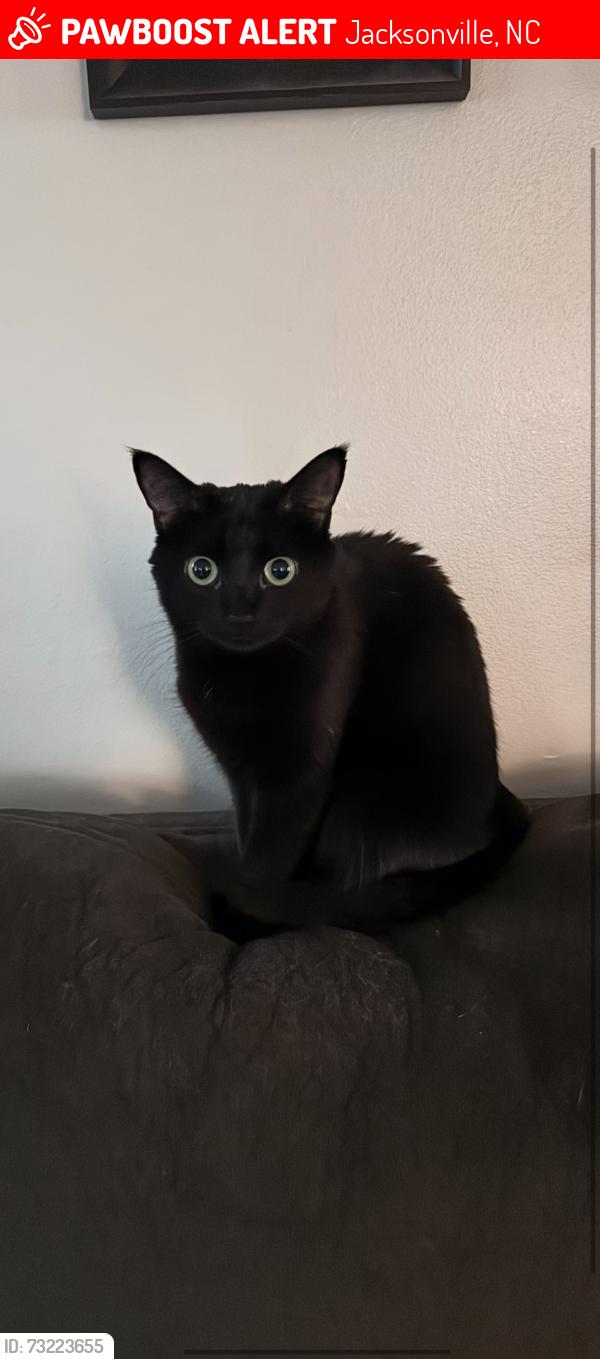 Lost Female Cat last seen Crooked creek and riverbend, Jacksonville, NC 28540