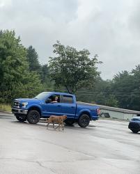 Found/Stray Unknown Dog last seen Near Valley Blvd Blowing Rock, NC 28605 United States, Blowing Rock, NC 28605