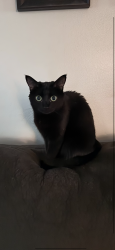 Lost Female Cat last seen Crooked creek and riverbend, Jacksonville, NC 28540
