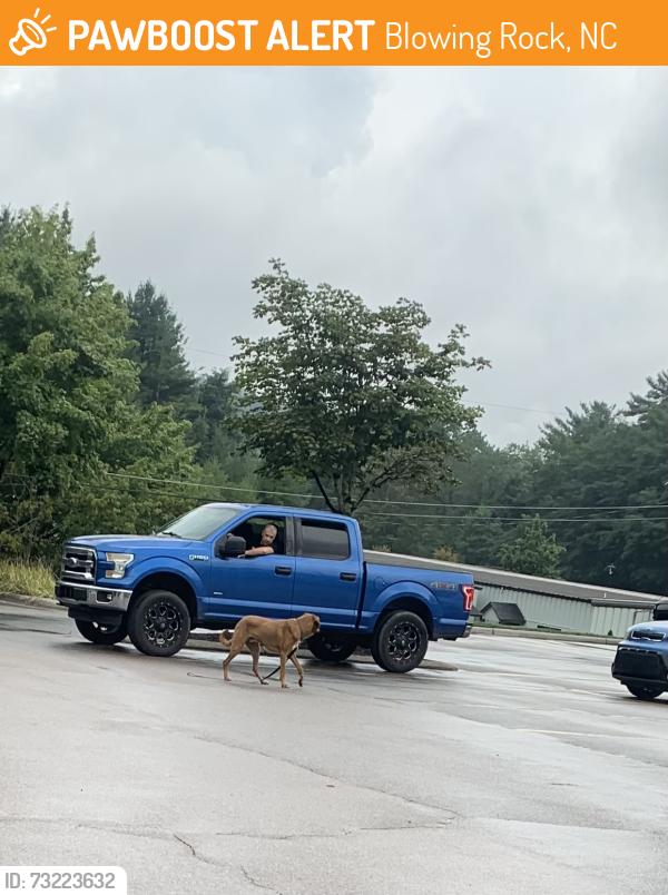 Found/Stray Unknown Dog last seen Near Valley Blvd Blowing Rock, NC 28605 United States, Blowing Rock, NC 28605