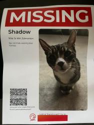 Reunited Male Cat last seen 161st 102Ave, Edmonton, AB 