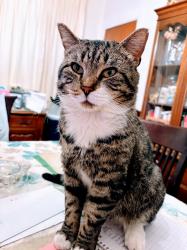 Lost Male Cat last seen Beverley Road and Avenue C area 11218, Brooklyn, NY 10009