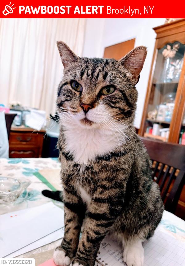 Lost Male Cat last seen Beverley Road and Avenue C area 11218, Brooklyn, NY 10009
