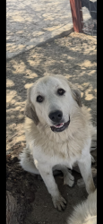Reunited Female Dog last seen La mesa road and oasis, Piñon Hills, CA 92372