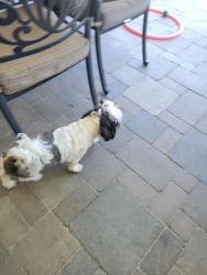 Reunited Unknown Dog last seen Evergreen ave, Fullerton, CA 92835