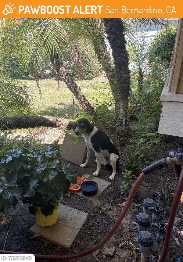 Found/Stray Male Dog last seen Walnut Ave & Washington, San Bernardino, CA 92407