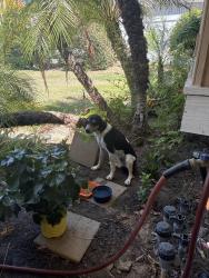 Found/Stray Male Dog last seen Walnut Ave & Washington, San Bernardino, CA 92407