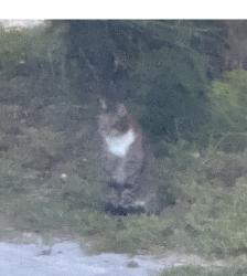 Found/Stray Unknown Cat last seen By the golf course behind Publix, Daytona Beach, FL 32118