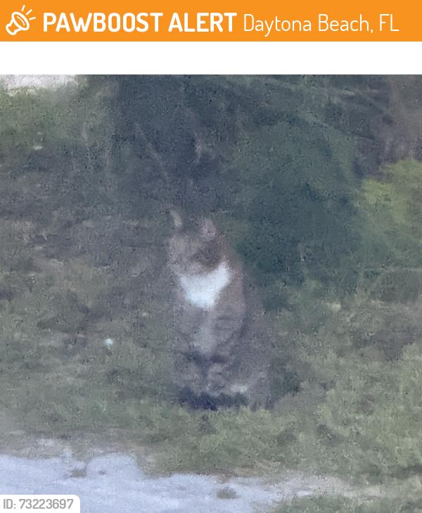 Found/Stray Unknown Cat last seen By the golf course behind Publix, Daytona Beach, FL 32118