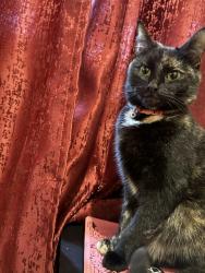 Lost Female Cat last seen Spring boroughs, West Northamptonshire, England NN1 2SH