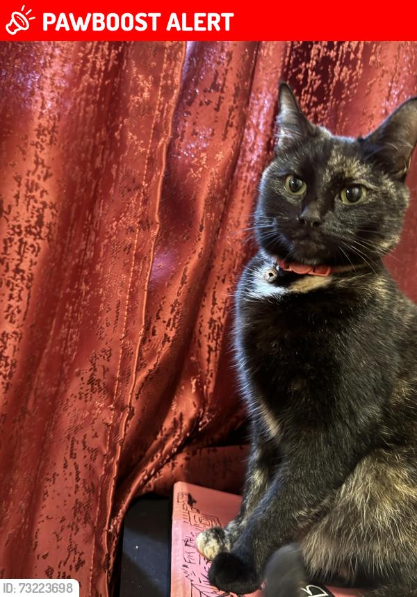 Lost Female Cat last seen Spring boroughs, West Northamptonshire, England NN1 2SH