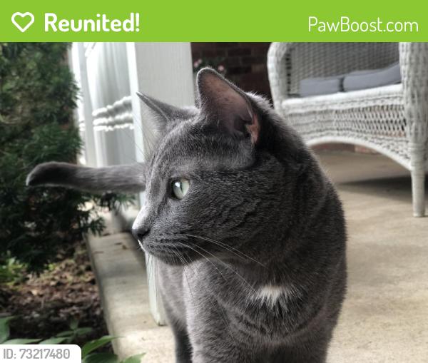 Reunited Female Cat last seen Near E 5th St, Huntington Station, NY 11746, USA, Huntington Station, NY 11746