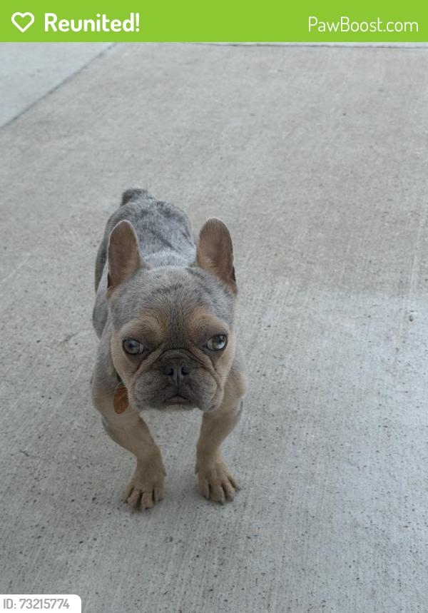 Reunited Male Dog last seen Near Tory Dr, Grand Prairie, TX 75052, USA, Grand Prairie, TX 75052