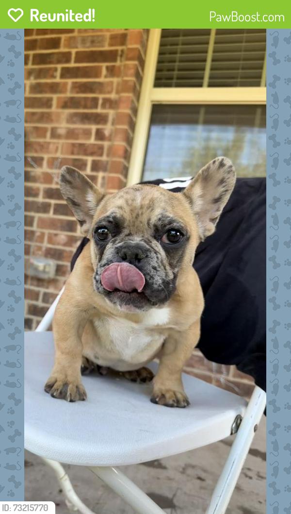 Reunited Male Dog last seen Near Tory Dr, Grand Prairie, TX 75052, USA, Grand Prairie, TX 75052