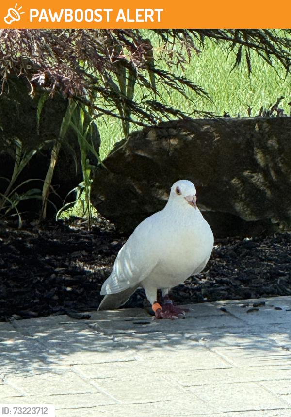 Found/Stray Unknown Bird last seen Bonnie Glen rd, Sharon Township, OH 44256