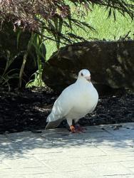 Found/Stray Unknown Bird last seen Bonnie Glen rd, Sharon Township, OH 44256