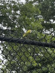 Found/Stray Unknown Bird last seen By Children’s park fence, Queens, NY 11367