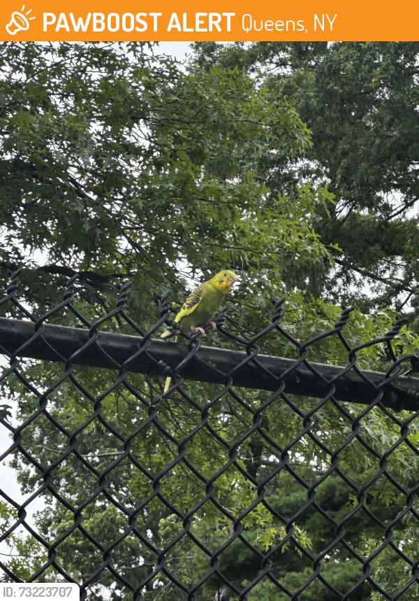 Found/Stray Unknown Bird last seen By Children’s park fence, Queens, NY 11367