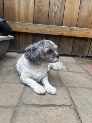 Found/Stray Male Dog last seen Antigua blvd, San Diego, CA 92124
