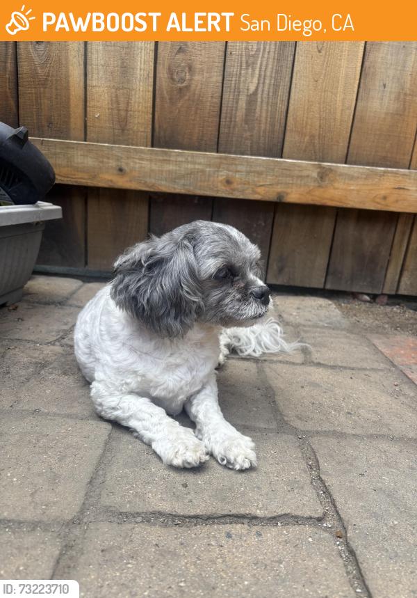 Found/Stray Male Dog last seen Antigua blvd, San Diego, CA 92124