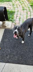 Found/Stray Male Dog last seen By st matthews church, Grosse Pointe Park, MI 48224
