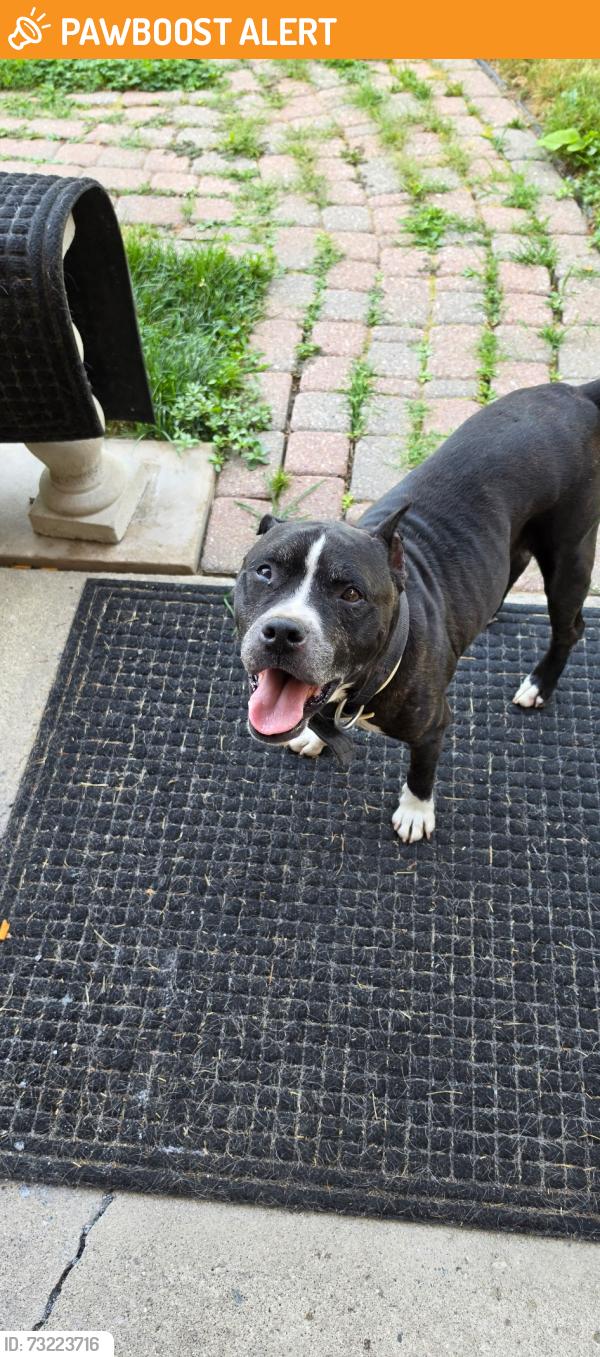 Found/Stray Male Dog last seen By st matthews church, Grosse Pointe Park, MI 48224
