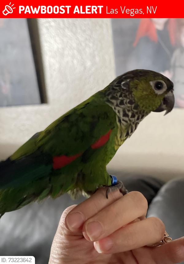 Lost Female Bird last seen Antelope and Stormson near Helen Marie Smith Elementary, Las Vegas, NV 89145