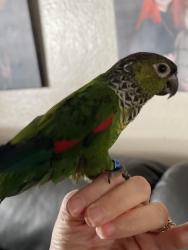 Lost Female Bird last seen Antelope and Stormson near Helen Marie Smith Elementary, Las Vegas, NV 89145