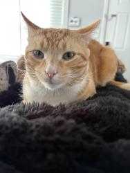 Reunited Male Cat last seen Sunset park elementary school, Rock Hill, SC 29730