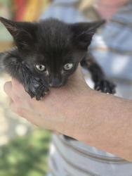 Found/Stray Unknown Cat last seen Bent Tree and Soncy Road, Amarillo, TX 79119
