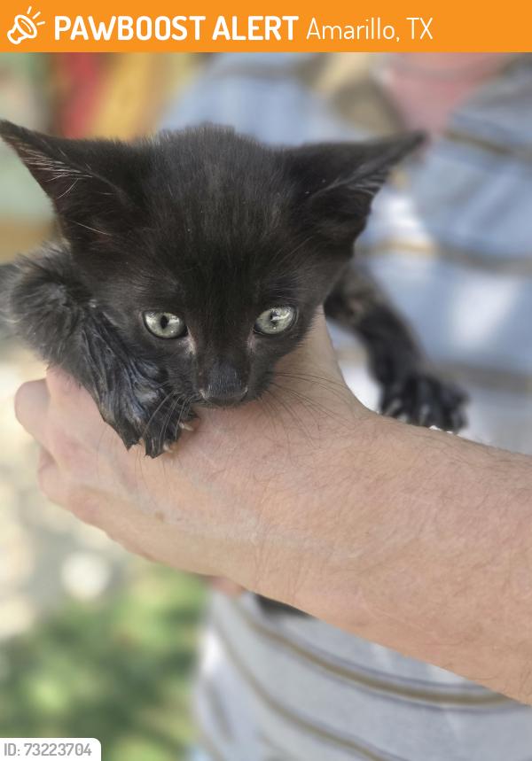 Found/Stray Unknown Cat last seen Bent Tree and Soncy Road, Amarillo, TX 79119