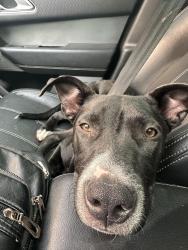 Lost Female Dog last seen Carrier and prairie creek, Grand Prairie, TX 75052