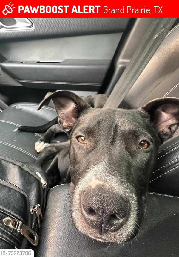 Lost Female Dog last seen Carrier and prairie creek, Grand Prairie, TX 75052