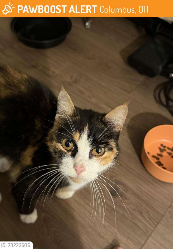 Found/Stray Female Cat last seen Across from Riverside hosp, near the 315 off-ramp exit, Columbus, OH 43214